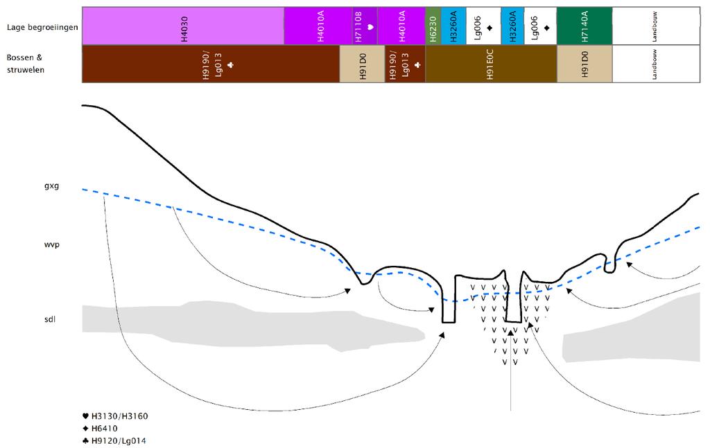 oost west Figuur 5.. Schematische doorsnede van model beekdal representatief voor de actuele (beïnvloede) situatie in het Elperstroomgebied (naar Grootjans et al.