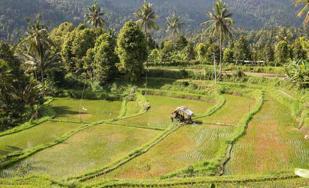 We starten aan het strand van Legian, waar u even heerlijk kunt acclimatiseren en tot rust komen. Hierna gaan we verder naar Ubud.