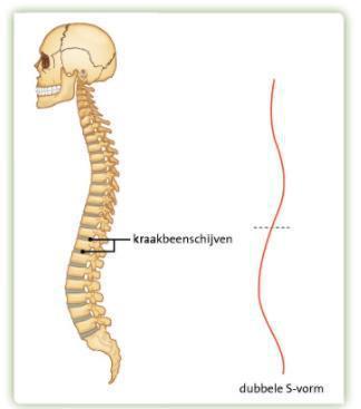 Tekst over skelet, gewrichten en spieren pag. 2/5 Je skelet heeft vier functies: 1 Stevigheid geven Zonder botten zou je lichaam in elkaar zakken.