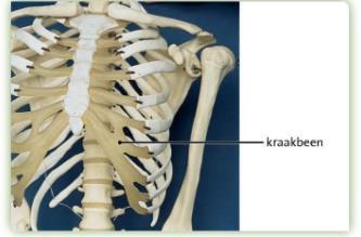 In de afbeelding hiernaast zie je dat tussen twee wervels links en rechts een zenuw uit het ruggenmerg naar buiten komt. Kraakbeen Sommige delen van het skelet zijn heel buigzaam, bijv.