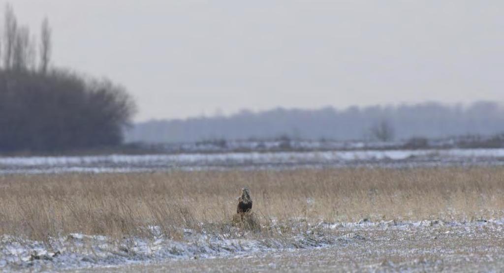 8 Ruigpootbuizerd: een conservatieve wintergast 8.1 Inleiding Ieder najaar arriveren er Ruigpootbuizerds uit Noord-Europa als wintergasten in Nederland.