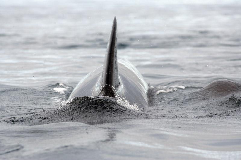 aan een gegidste rondleiding in het walvismuseum en rond de middag start een 3 à 4 uur durende walvissafari.