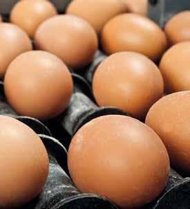 De visie van eierpakstations op eikwaliteit Eikwaliteit: een kwestie van aandacht en communicatie Sterk veranderende normen op eikwaliteit Bij eikwaliteit gaat het er allereerst om wat een kritische