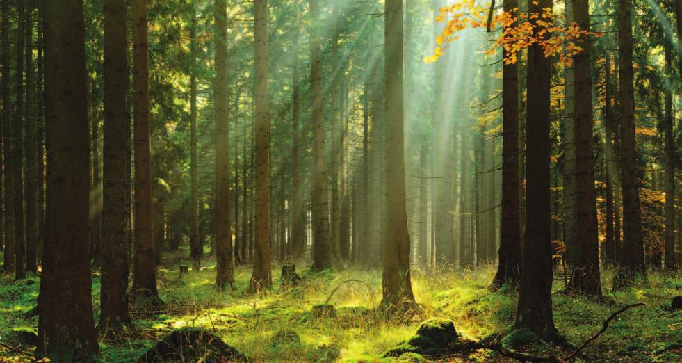 DE MYTHE: Papier vernietigt onze bossen DE FEITEN: De papierindustrie benut hoofdzakelijk bijproducten van het bos en van de houtzagerijen.