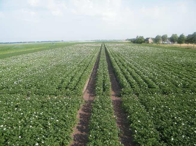 Effect van de groenbemesters op de nateelt zetmeelaardappel