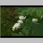 grootte bestands foto. Dicentra eximia 'Alba'.