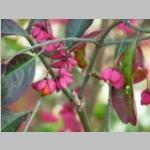 Euonymus europaea detail bloei Wilde kardinaalsmuts categorie plant bloei