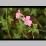 jpg Geranium endressii detail bloem Ooievaarsbek e: vaste planten g: