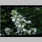 Hydrangea paniculata detail bloei Pluimhortensia categorie plant