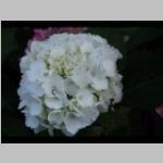 Hydrangea wit detail bloei Schermvormige hortensia categorie plant bloei