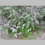 vlinderbijenplant a:zonnig. Salvia of salie ost friesland.