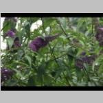groeiiend a: zonnig 2de: 2-4. Buddleja davidii of vlinderstruik Nanho Purple.