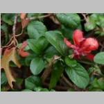 Chaenomeles bloei Japanse sierkwee categorie plant bloei bijzonderheden standplaats grootte
