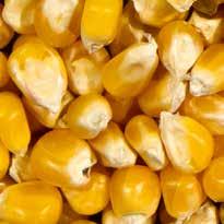Daarnaast popcorn mais, een kleine ronde maissoort welke snel en eenvoudig wordt opgenomen door jonge duiven.