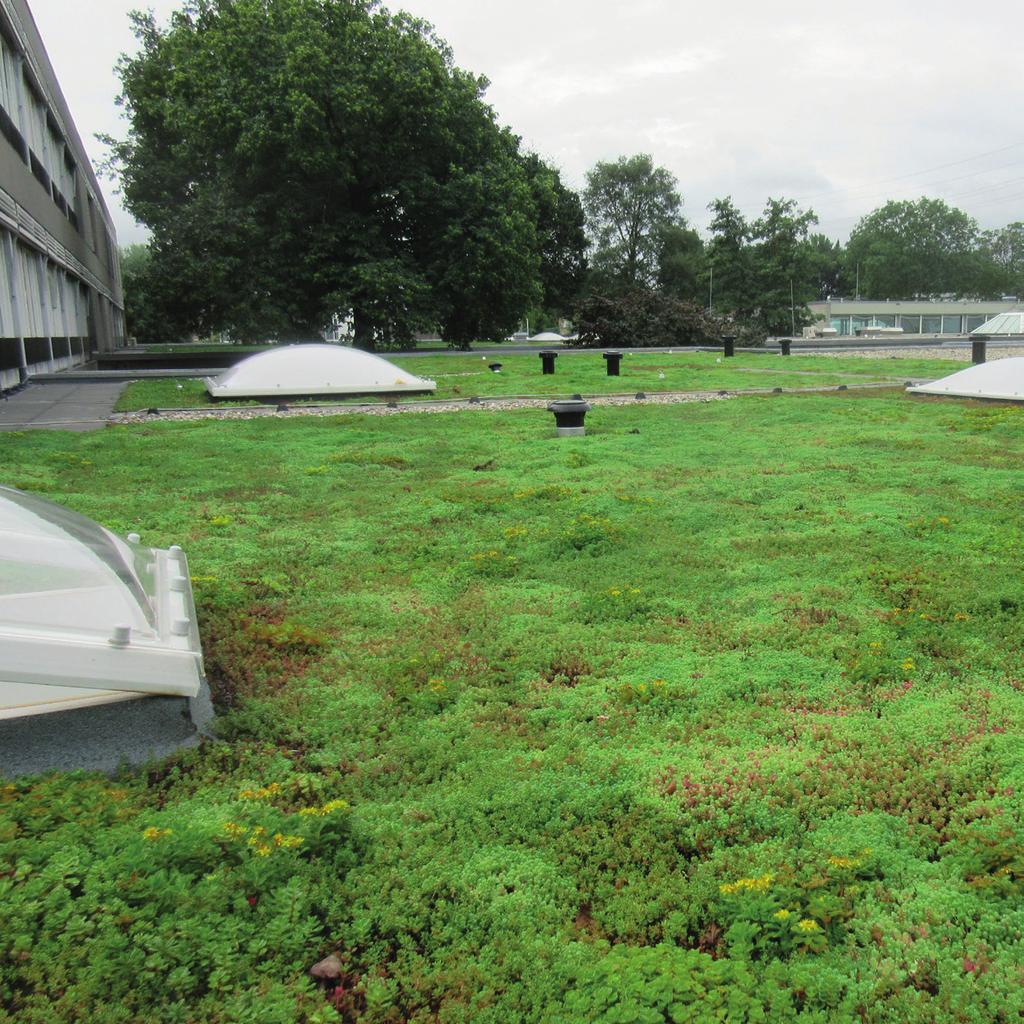 Groendaken GROENDAKEN / WATERBUFFERING Een beter milieu begint op het dak!