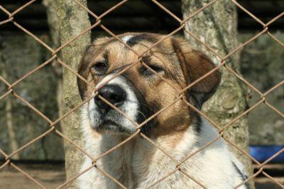 honden ook gesocialiseerd worden en de kansen op adoptie groter. Aan het begin van de lente hebben studenten van de dierenartsopleiding vrijwillig geholpen met het toedienen van de vaccinaties.