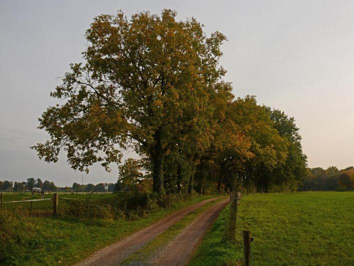 Germaanse natuurgoden Al voordat het Hilligen Huesken werd gebouwd, kwamen streekbewoners hier naartoe om hun Germaanse natuurgoden te aanbidden. Heilige plekken?