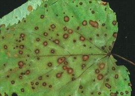De schimmel vormt sporen, die bladeren en bastweefsel kunnen infecteren. Hierdoor ontstaan kleine bladvlekken waar aan de buitenzijde (zwarte scherp begrensde rand) nieuwe sporen worden aangemaakt.
