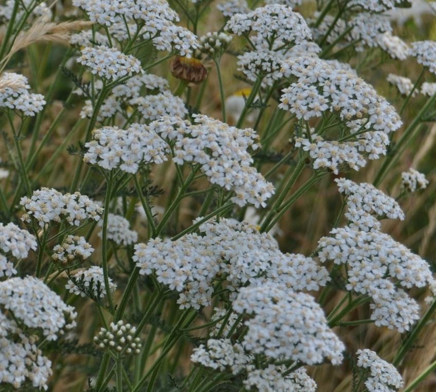 vulgare (margriet), Lotus