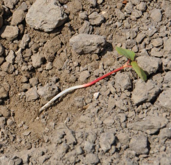 Eind mei, één maand na zaai, waren enkel kiemplantjes te zien van zonnebloem, boekweit, voederwikke en koriander in een zeer lage dichtheid.