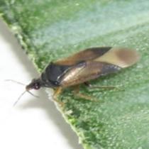 Gemiddeld aantal per val Onderzoek naar het effect van akkerranden op functionele biodiversiteit en natuurlijke plaagbeheersing ROOFWANTSEN Fig. 7.