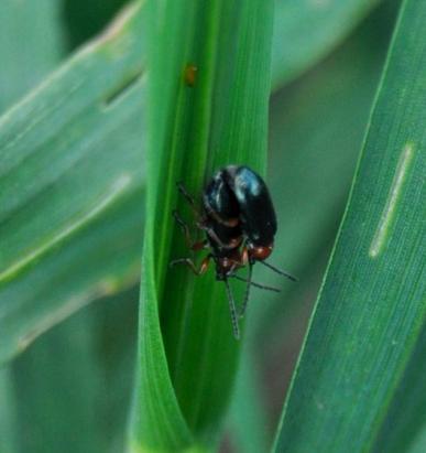 Aantal graanhaantjes per halm Aantal graanhaantjes per halm Onderzoek naar het effect van akkerranden op functionele biodiversiteit en natuurlijke plaagbeheersing In Sint-Jan-in-Eremo werd