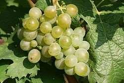 Druiven: enkele voorbeelden van de 25 soorten die nu gebruikt worden Müller-Thurgau: Kerner: Van Duitse oorsprong. Kruising van witte riesling en madeleine royale.