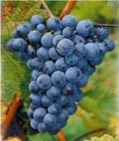 Pinot gris/ pinot beurot: Dornfelder: Van Franse oorsprong. Kan op koelere plaatsen met minerale ondergrond aangeplant worden.