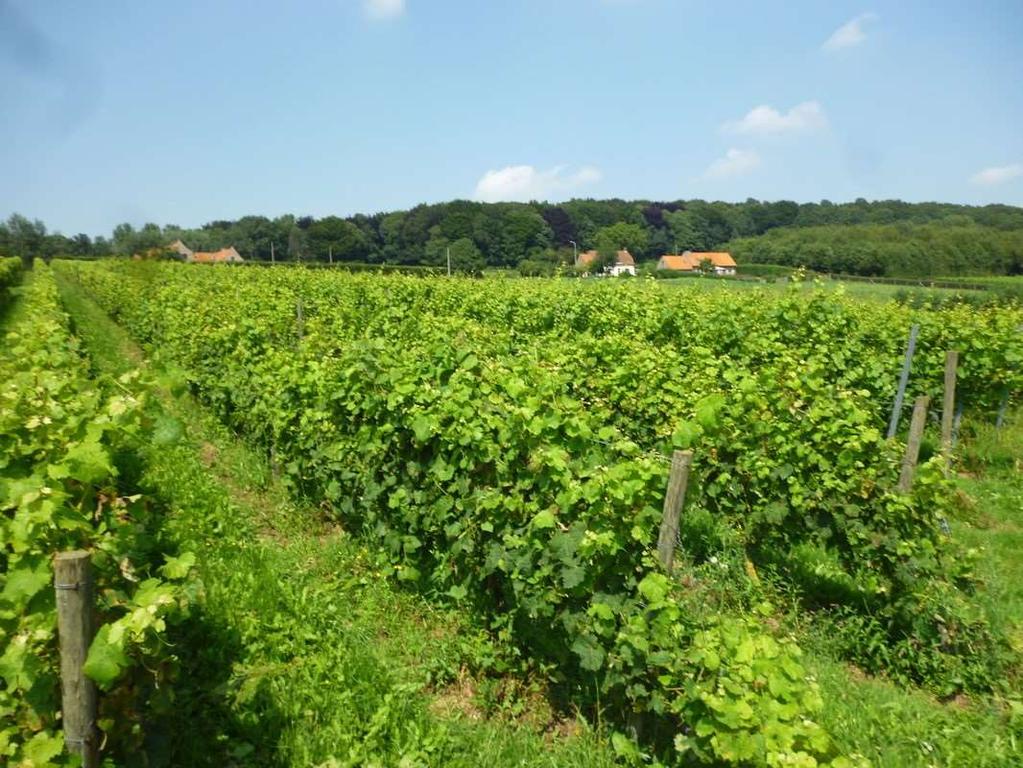 Oppervlakte wijnbouw: 652 are ( 2013 ). Productie: 8 300 liter ( 2013 ).