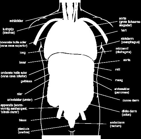 Een orgaanstelsel is een stelsel van meerdere organen die werken aan één grote taak.