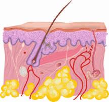 haar talgklier opperhuid zenuwbanen hoornlaag plaveiselcellen laag met basale huidcellen lederhuid zweetklier vetcellen bloedvat spier Doorsnede van de huid In de opperhuid ontstaan nieuwe huidcellen