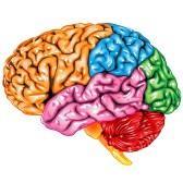 de sulci. Dat zijn de gleuven en groeven van de hersenschors. Daarnaast zien we zogenoemde gyri. Dat zijn de windingen van de hersenschors (Brysbaert, 2011).
