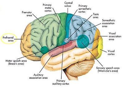 Hersenfuncties grove anatomische gebieden De anatomie van het brein is tot op een bepaalde hoogte transparant. Datzelfde kan jammer genoeg niet worden gezegd van hersenfuncties.