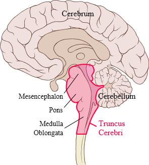 Het cerebellum (de kleine hersenen) speelt een belangrijke rol in het motorisch systeem en is verantwoordelijk voor de integratie van motorische perceptie en de uitvoering van de motoriek.