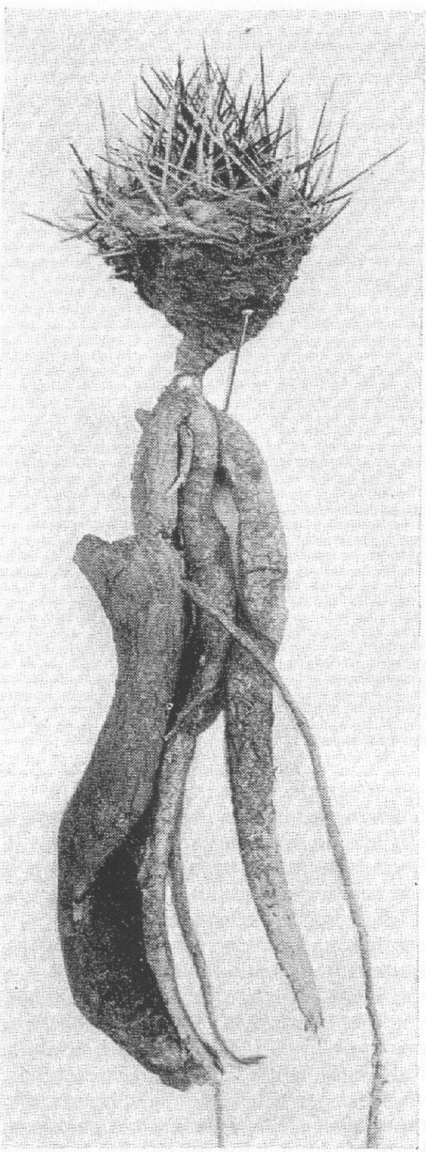 Afb. 4: Echinocactus Neumannianus, afbeelding uit Der Kakteenfreund 1933, p. 91 Eveneens in de april-uitgave van 1934 volgt nogmaals de beschrijving van S.