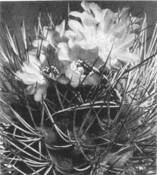Afb. 6: Spegazzinia fidaiana (alias Weingartia fidaiana), afbeelding in Kakteen Pflanzen Samen (1937). oorspronkelijk beschreven als Echinocactus fidaianus Bckbg.