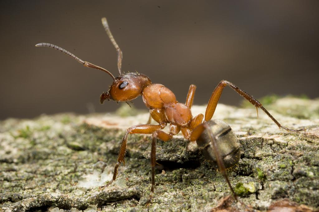 17 Tabel 1 Voorkomen van nesten van de verschillende mierensoorten onder de acht reptielenplaatseries.
