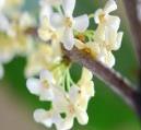 NORMAAL TOT FIJN HAAR Osmanthus en gemberoliën: tonifiërende en regenererende eigenschappen Shampoo voor normaal tot fijn