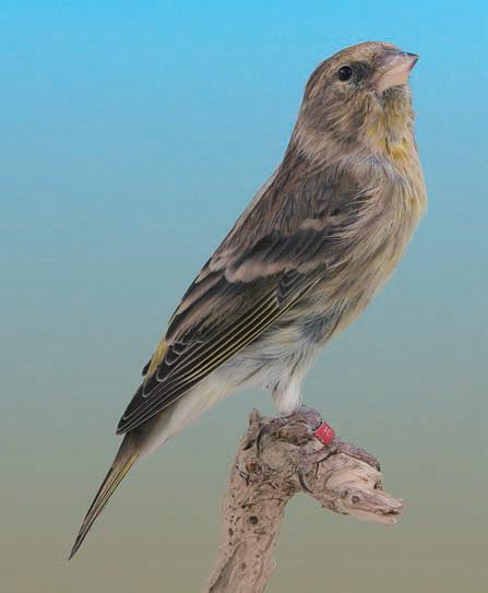 agaat barmsijsxagaat groenvink, kweker en foto: Alois Van Mingeroet Ik zelf kweekte uit een agaat barmsijs x agaat groenling een wildkleurige man.