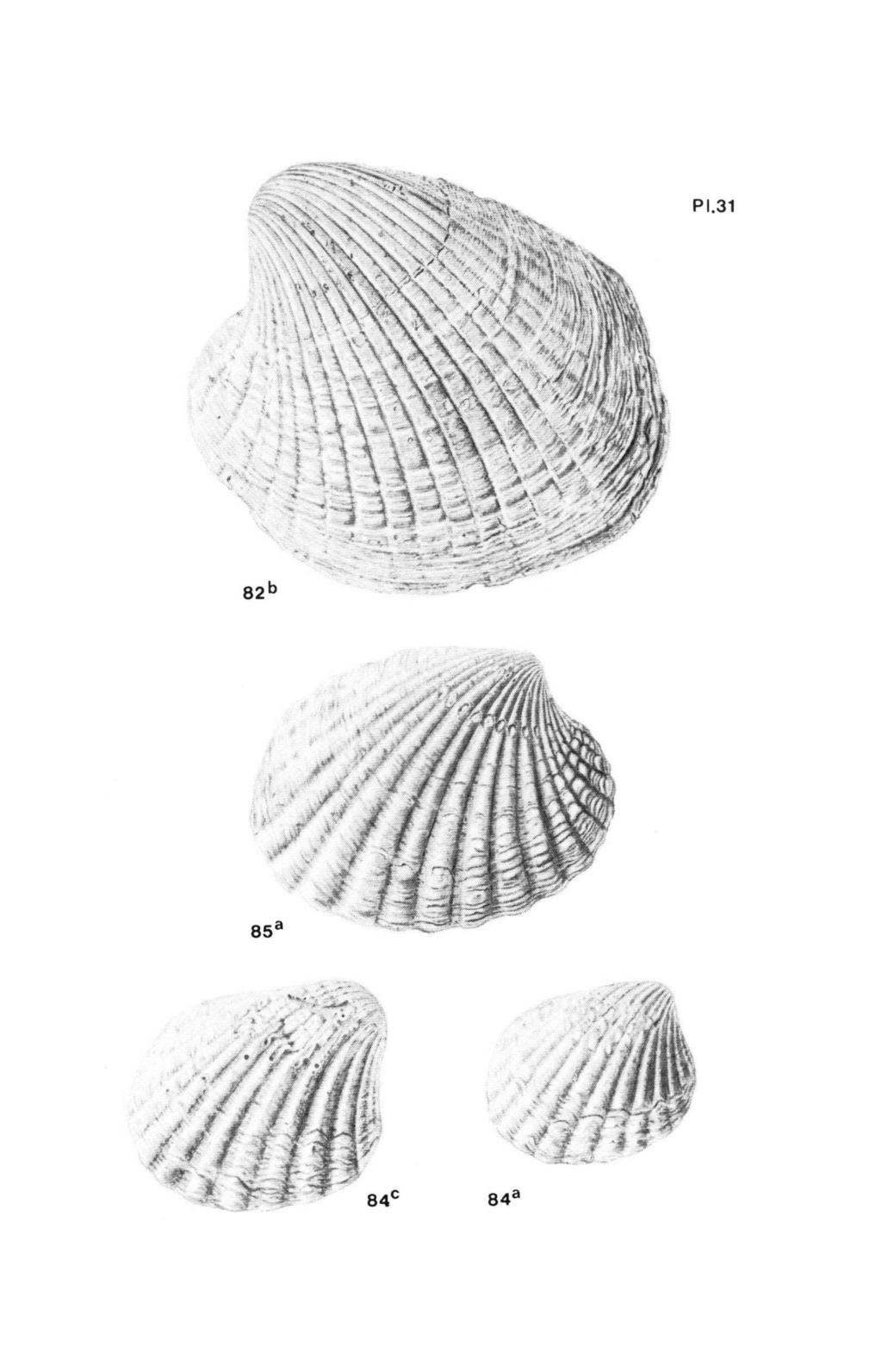 Pl. 31