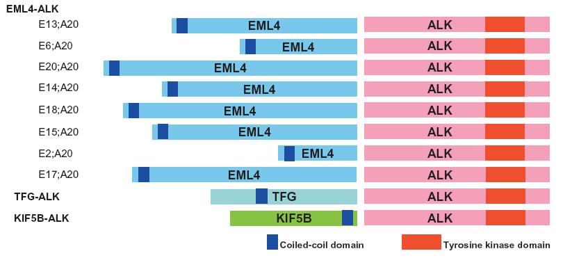 EML4-ALK translocaties/inversies in NSCLC ALK fusie-genen 13.14 Mb EML4 ALK-gen EML4-gen inversie EML4/ALK fusie-produkt EML4-ALK translocaties in 3.8% van ongeselecteerd NSCLC.