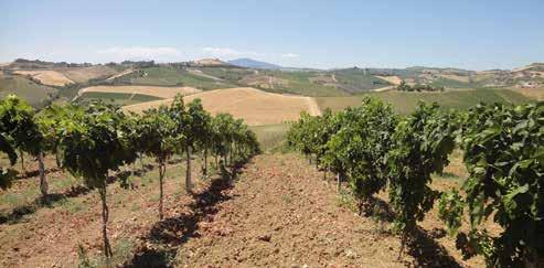 wijngaarden zijn sinds 1850 in de familie.
