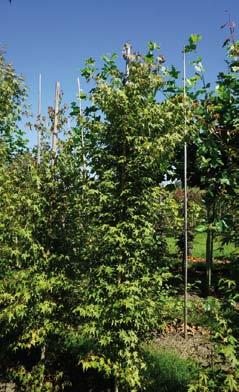 cissifolium 8-10 15 10-12 3 Acer