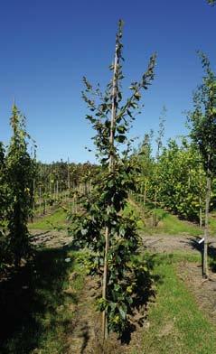 Fagus sylvatica Anniek 8-10