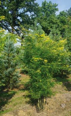 Rubylace 6-8 30 Gleditsia