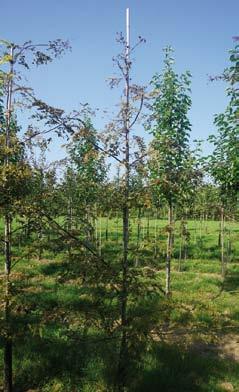 10-12 2 Gleditsia triacanthos