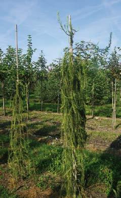 Puli 6-8 1 8-10 1 Larix