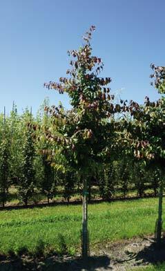 Parrotia persica 12-14