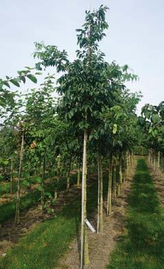 18-20 1 Parrotia