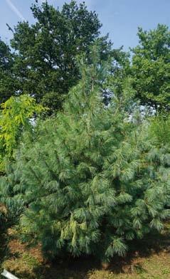 Pinus nigra Green Tower 100-125 6